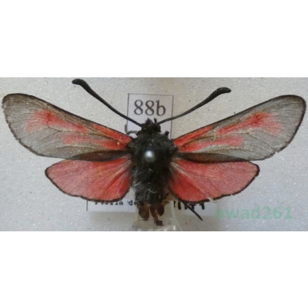 Zygaena minos (Denis & Schiffermüller, 1775) Kraśnik biedrzeniowiec Czech88b